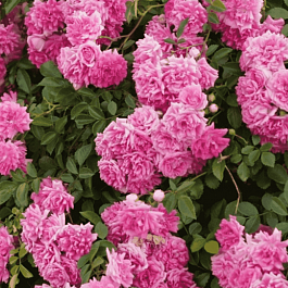 Роза Плетистая Super dorothy