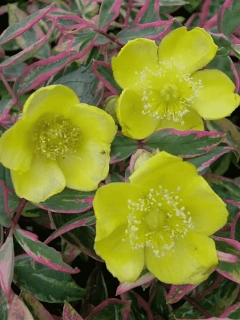 Зверобой чашечковидный Tricolor