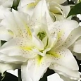 Лилия Roselily Zeta