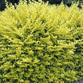 Бирючина овальнолистная Aureum