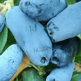 Жимолость плодовая Тундра