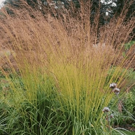 Молиния тростниковая Karl Foerster