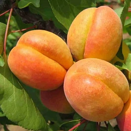 Абрикос Алеша