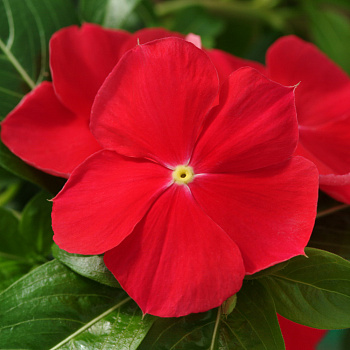 Катарантус ампельный Медитерранеан Ред