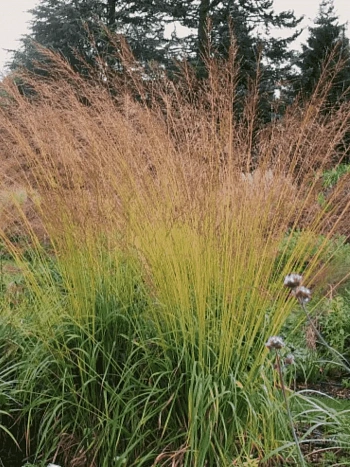 Молиния тростниковая Karl Foerster
