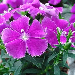 Гвоздика китайская Diana Blueberry