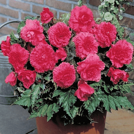 Бегония Fimbriata Pink