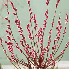 Ива тонкостолбиковая Mount Aso