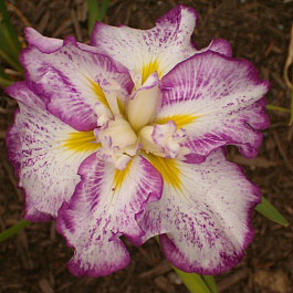 Ирис японский Фреклд Гейша