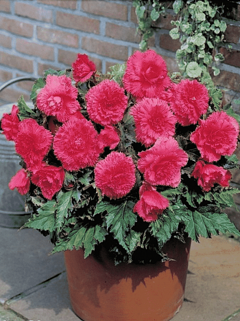 Бегония Fimbriata Pink