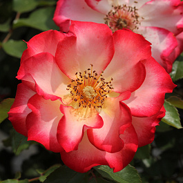 Роза Бетти Пуп Штамб