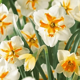 Нарцисс Tricollet