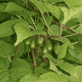 Актинидия коломикта Dr Szymanowski