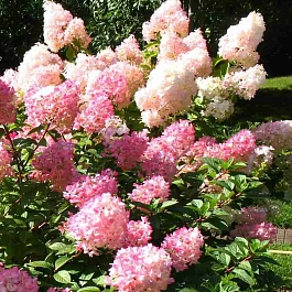 Гортензия метельчатая  Touch of Pink