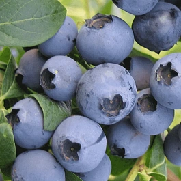 Голубика высокорослая Spartan