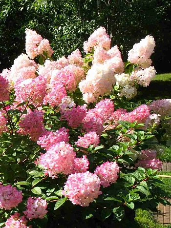 Гортензия метельчатая  Touch of Pink