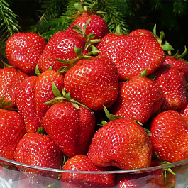 Земляника садовая Лорд Земляника садовая Лорд