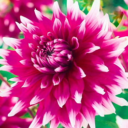 Георгина Декоративная Ингландз Глори