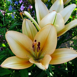 Лилия ла-гибрид Бестселлер НАБОР 2ШТ (2+2)