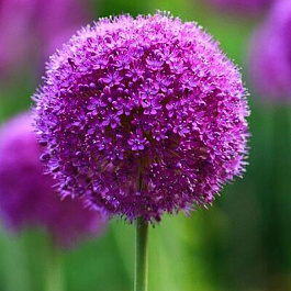 Лук декоративный Пати Баллунс