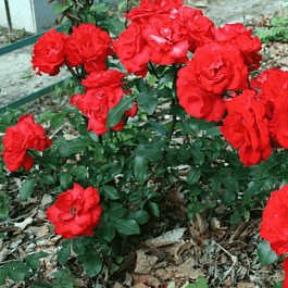 Роза грандифлора Алушта