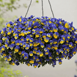 Виола ампельная Morpho