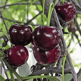 Дюк (Черевишня) Шалунья