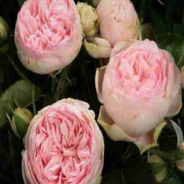 Роза кустовая Bridal Piano