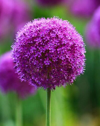 Лук декоративный Пати Баллунс