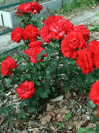 Роза грандифлора Алушта