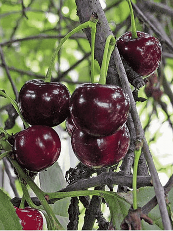 Дюк (Черевишня) Шалунья