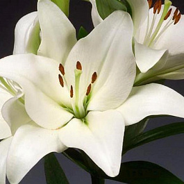 Лилия ЛА-гибрид Бах