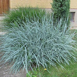 Колосняк песчаный Блю Дюн