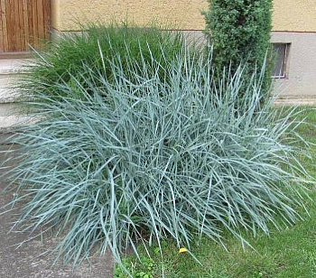 Колосняк песчаный Блю Дюн