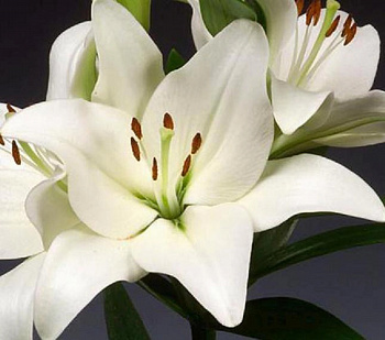 Лилия ЛА-гибрид Бах Лилия ЛА-гибрид Бах