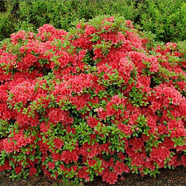 Азалия японская Хот Шот Варигата