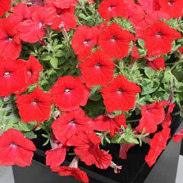 Петуния ампельная Саксесс Ред