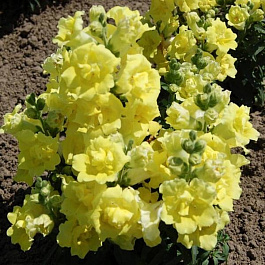 Львиный зев махровый Твинни Еллоу Шейдес