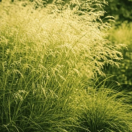 Щучка дернистая Goldschleier