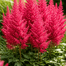 Астильба китайская Strawberry Cake