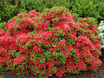 Азалия японская Хот Шот Варигата