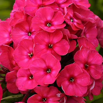 Флокс метельчатый Надя