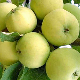 Яблоня Дочь Папировки