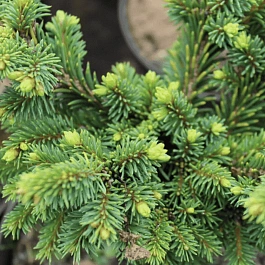 Ель обыкновенная Kamon