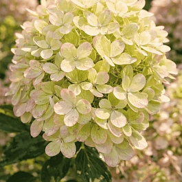 Гортензия метельчатая Pastel Green ТОЛЬКО САМОВЫВОЗ