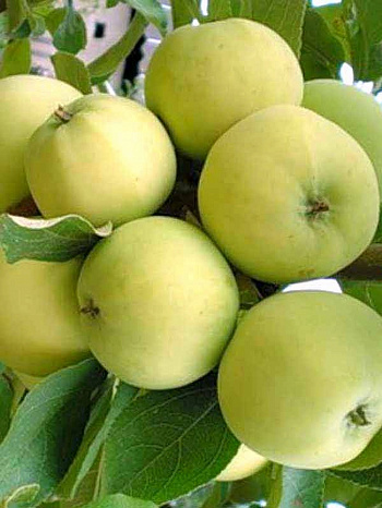 Яблоня Дочь Папировки