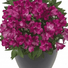 Альстромерия inticancha Machu