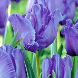 Тюльпан Blue Parrot