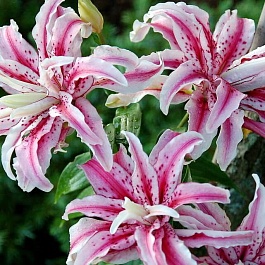 Лилия Magic Star