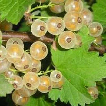 Смородина белая Беляна